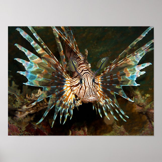 Lionfish nära! Mycket nära och intensivt foto | Poster (Framsidan)