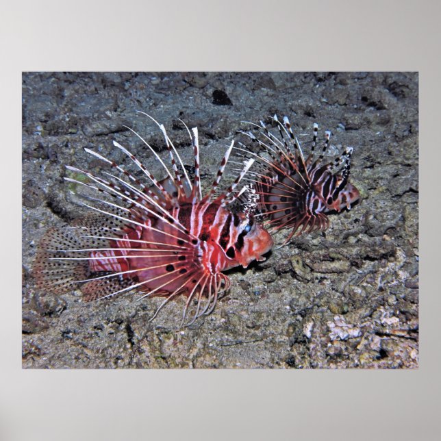 Lionfish Pair Poster (Framsidan)