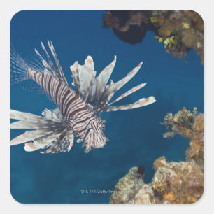 Lionfish (Pteroisvolitans) som simmar över Fyrkantigt Klistermärke