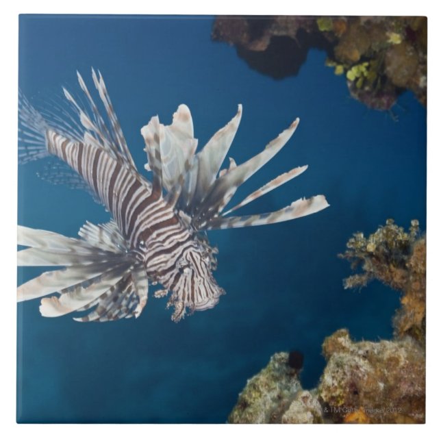 Lionfish (Pteroisvolitans) som simmar över Kakelplatta (Framsidan)