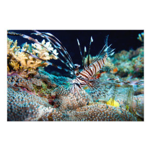 Lionfishtryck Fototryck