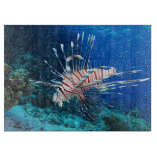 Lionfisk eller Pterois Miles, Ocean Reef Fish