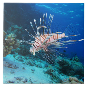 Lionfisk eller Pterois Miles, Ocean Reef Fish Kakelplatta