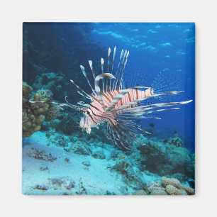 Lionfisk eller Pterois Miles, Ocean Reef Fish Magnet