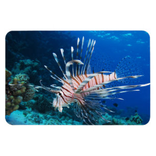Lionfisk eller Pterois Miles, Ocean Reef Fish Magnet