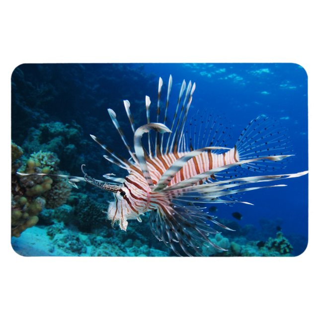 Lionfisk eller Pterois Miles, Ocean Reef Fish Magnet (Horisontell)