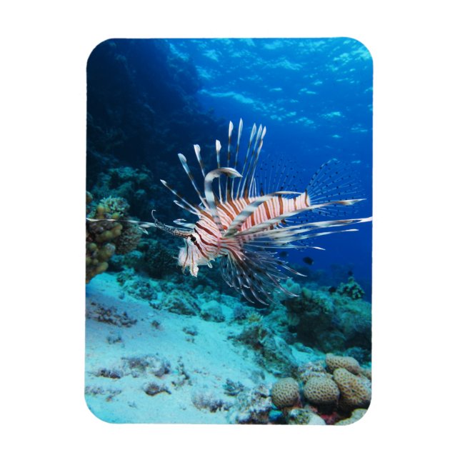 Lionfisk eller Pterois Miles, Ocean Reef Fish Magnet (Vertikal)