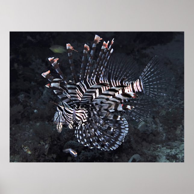 Lionfisk från koralltriangeln poster (Framsidan)