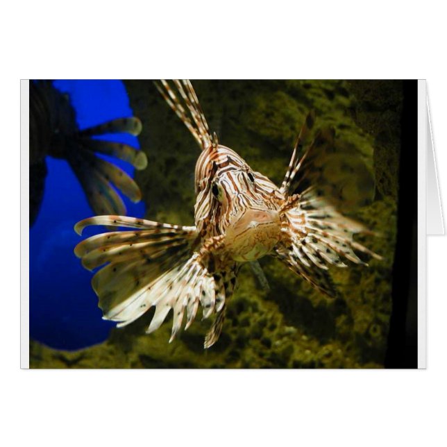 lionfisk hälsningskort (Framsidan Horizontal)