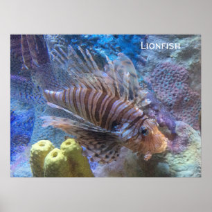 Lionfisk Poster