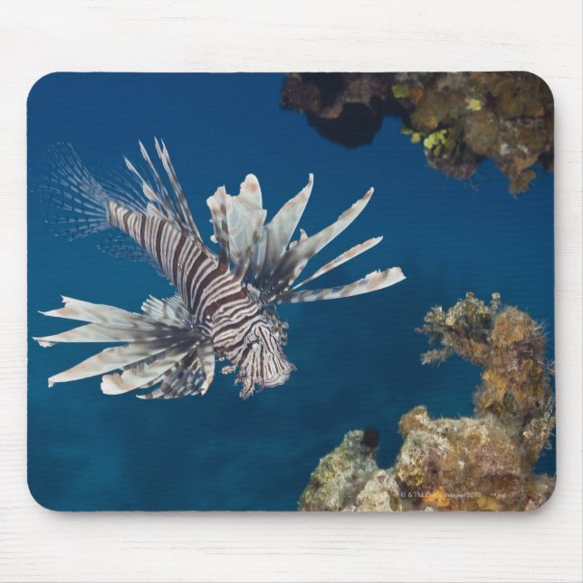 Lionfisk (Pterois volitans) som simmar över Musmatta (Framsidan)