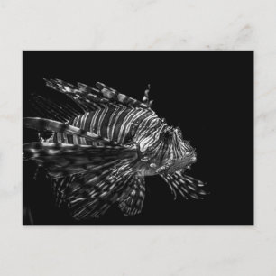 Lionfisk - vykort