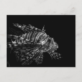 Lionfisk - vykort