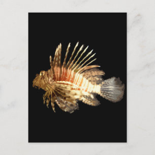 Lionfisk Vykort
