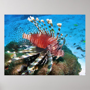 Lionfiskprofil Poster
