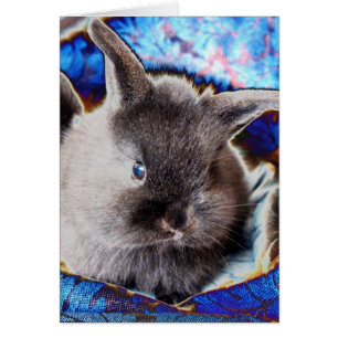 Lionhead Baby Bunny Hälsningskort
