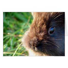 Lionhead Bunny Hälsningskort