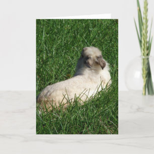 Lionhead Bunny i Grass Kort