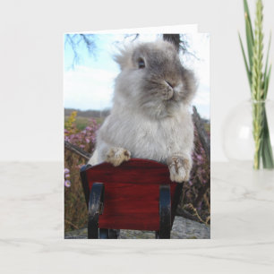 Lionhead Bunny i Sleigh, Glad helg