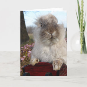 Lionhead Bunny i Sleigh, jul Helgkort