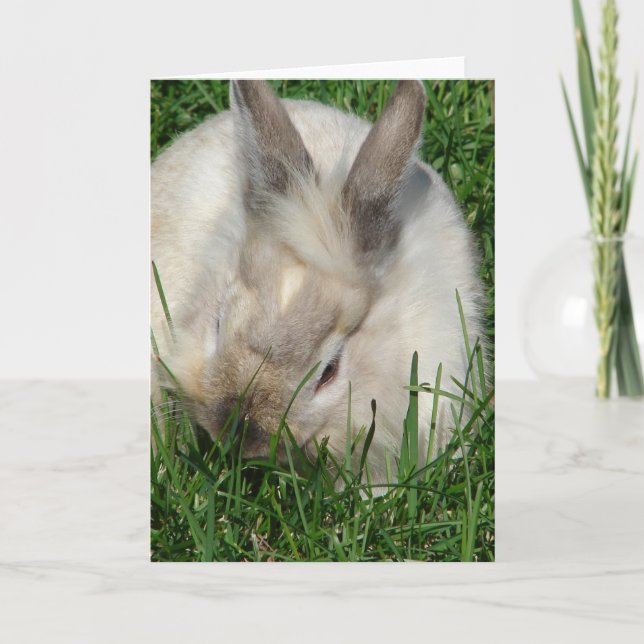 Lionhead Bunny Kort (Framsida)