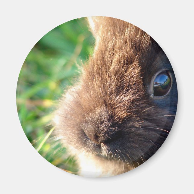 Lionhead Bunny Magnet (Framsidan)