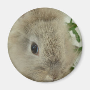 Lionhead Bunny Magnet