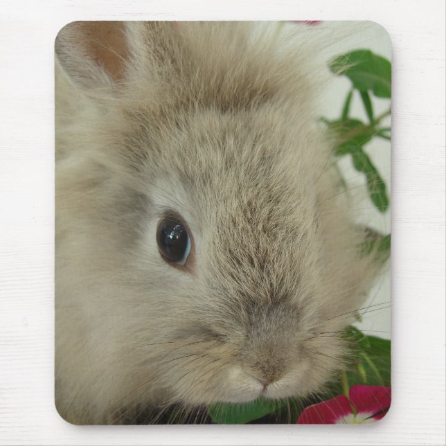 Lionhead Bunny Musmatta (Framsidan)