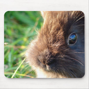 Lionhead Bunny Musmatta