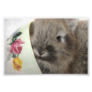 Lionhead Bunny och Tekopp Fototryck