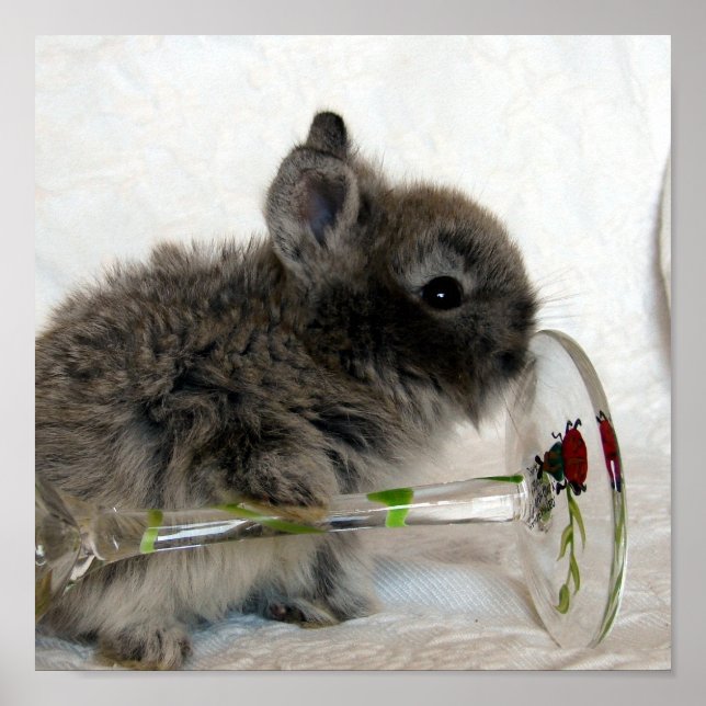 Lionhead Bunny och Wineglass Poster (Framsidan)