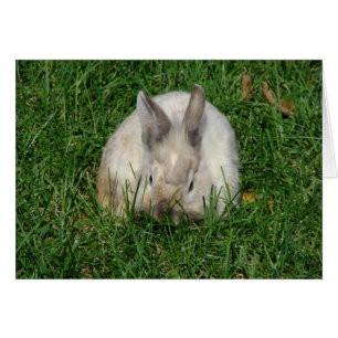 Lionhead Bunny Tillfällens Hälsningskort