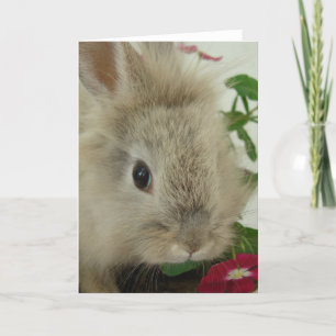 Lionhead Bunny Tillfällens Kort