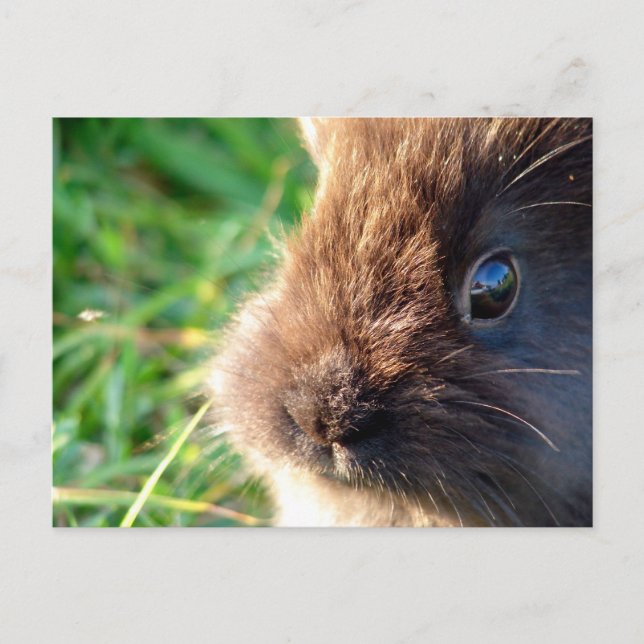 Lionhead Bunny Vykort (Framsida)