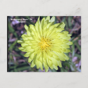 LionHead Dandy Lejon Flower Floriography Vykort