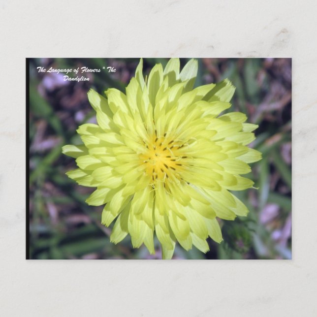 LionHead Dandy Lejon Flower Floriography Vykort (Framsida)