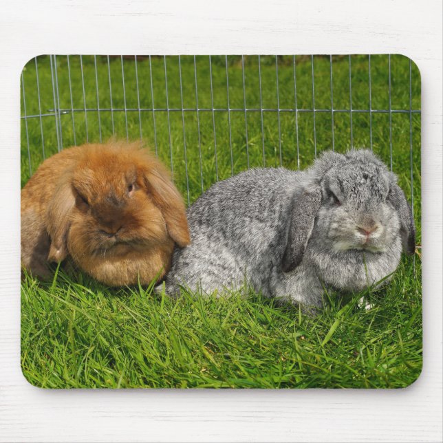 Lionhead Holland Mini Lop Bunny Rabbit Musmatta (Framsidan)