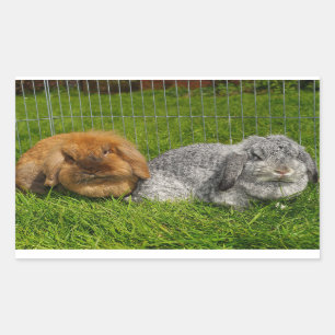 Lionhead Holland Mini Lop Bunny Rabbit Rektangulärt Klistermärke