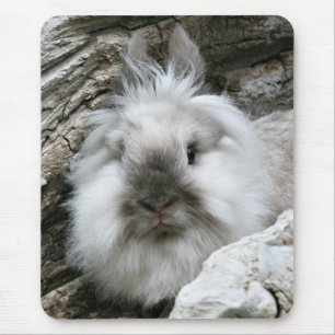 Lionhead kanin musmatta