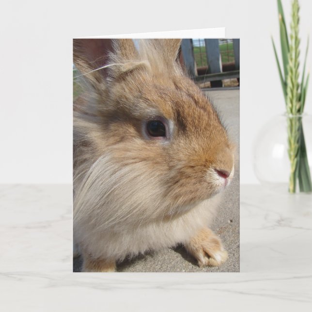 Lionhead Rabbit Kort (Framsida)