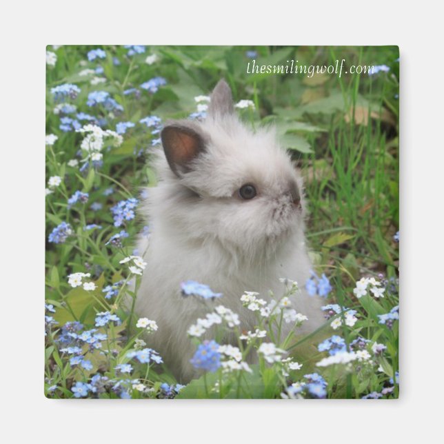 Lionhead Rabbit Magnet (Framsidan)