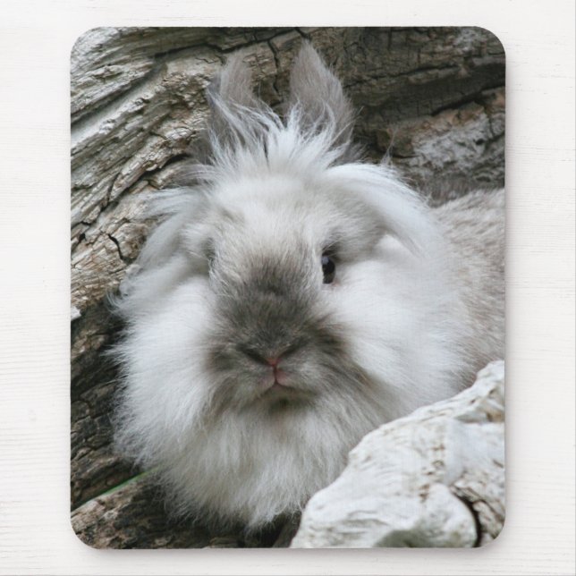 Lionhead Rabbit Musmatta (Framsidan)