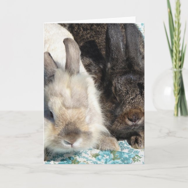 Lionhead Rabbits Kort (Framsida)