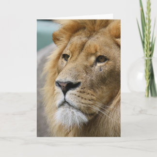 LionKing Kort