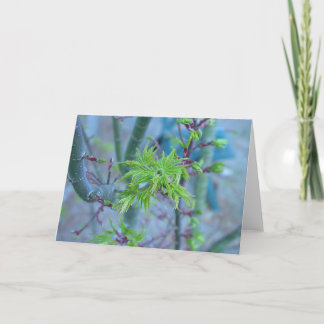 Lions lönn för Manejapan Kort