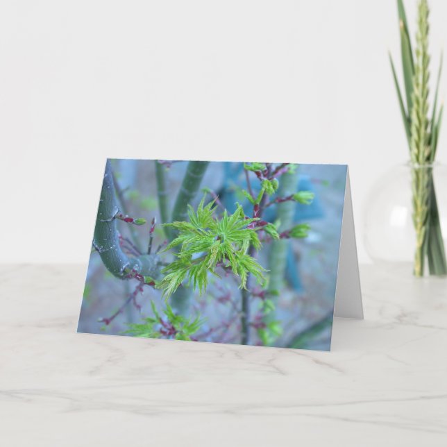 Lions lönn för Manejapan Kort (Framsida)