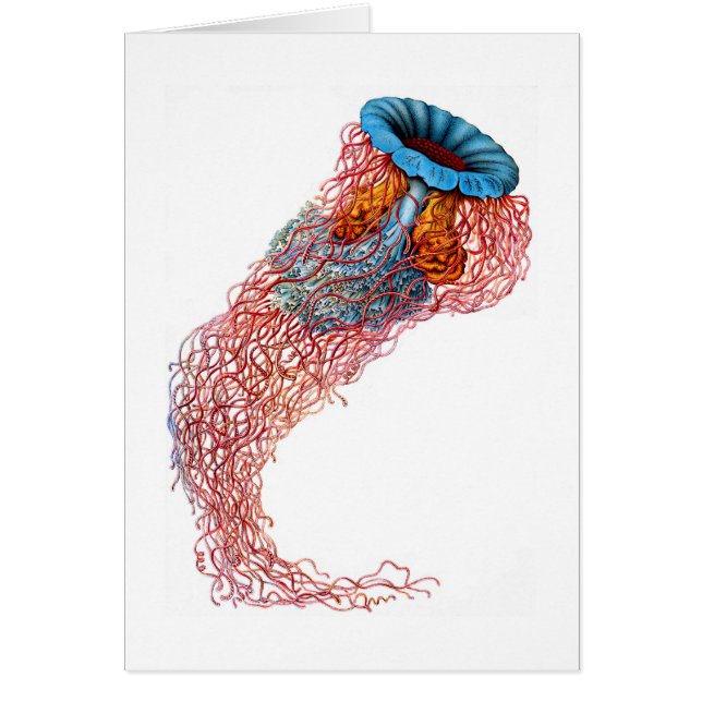 Lions manemanet hälsningskort (Framsidan)