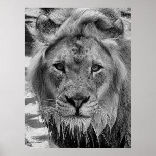Lion'sens stirrande poster