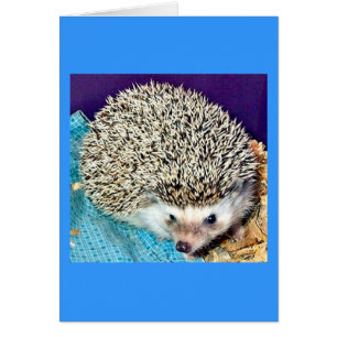Lioti the hedgehog hälsningskort