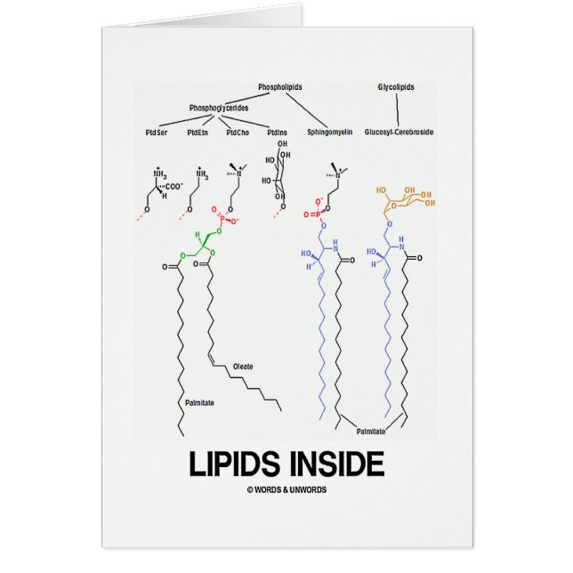 Lipidsinsida (kemiska molekylar) hälsningskort (Framsidan)